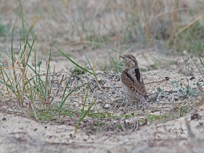 <i class='fa fa-user'></i>&nbsp;Bert Snijder&nbsp;|   Draaihals&nbsp; <i class='fa fa-eye'>&nbsp;370</i> &nbsp; <i class='fa fa-comment-o'>&nbsp;6</i>