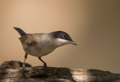 <i class='fa fa-user'></i>&nbsp;charlysax&nbsp;|   Westelijke Orpheusgrasmus&nbsp; <i class='fa fa-eye'>&nbsp;316</i> &nbsp; <i class='fa fa-comment-o'>&nbsp;5</i>