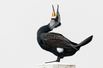 <i class='fa fa-user'></i>&nbsp;ep&nbsp;|   Aalscholver&nbsp; <i class='fa fa-eye'>&nbsp;591</i> &nbsp;<i class='fa fa-thumbs-up'>&nbsp;13</i> &nbsp; <i class='fa fa-comment-o'>&nbsp;17</i>