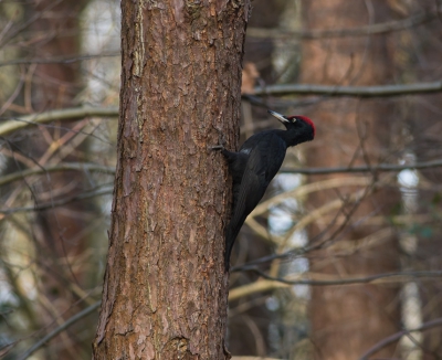 <i class='fa fa-user'></i>&nbsp;natura-pulchra&nbsp;|   Zwarte Specht&nbsp; <i class='fa fa-eye'>&nbsp;538</i> &nbsp;<i class='fa fa-thumbs-up'>&nbsp;3</i> &nbsp; <i class='fa fa-comment-o'>&nbsp;12</i>