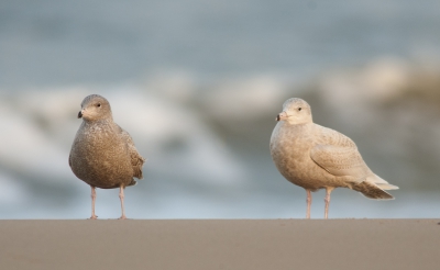 <i class='fa fa-user'></i>&nbsp;leo snellink&nbsp;|   Grote Burgemeester&nbsp; <i class='fa fa-eye'>&nbsp;306</i> &nbsp;<i class='fa fa-thumbs-up'>&nbsp;1</i> &nbsp; <i class='fa fa-comment-o'>&nbsp;8</i>