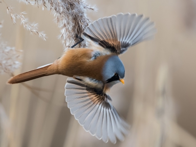 <i class='fa fa-user'></i>&nbsp;Frans bruinsma&nbsp;|   Baardman&nbsp; <i class='fa fa-eye'>&nbsp;827</i> &nbsp;<i class='fa fa-thumbs-up'>&nbsp;31</i> &nbsp; <i class='fa fa-comment-o'>&nbsp;35</i>