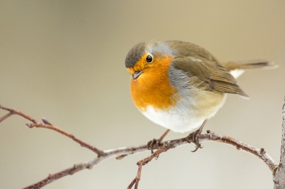 <i class='fa fa-user'></i>&nbsp;Annie Keizer&nbsp;|   Roodborst&nbsp; <i class='fa fa-eye'>&nbsp;363</i> &nbsp;<i class='fa fa-thumbs-up'>&nbsp;3</i> &nbsp; <i class='fa fa-comment-o'>&nbsp;11</i>