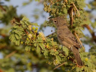 <i class='fa fa-user'></i>&nbsp;Paul van Giersbergen&nbsp;|   Bruinstaart&nbsp; <i class='fa fa-eye'>&nbsp;245</i> &nbsp; <i class='fa fa-comment-o'>&nbsp;0</i>