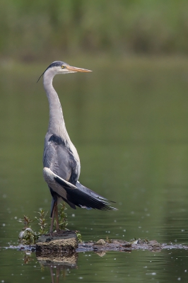 Deze blauwe reiger was aan het opwarmen in het zonnetje en leek wel te mediteren. Ik vond het wel een grappig beeld opleveren.