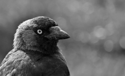 <i class='fa fa-user'></i>&nbsp;Anneke66&nbsp;|   Kauw&nbsp; <i class='fa fa-eye'>&nbsp;482</i> &nbsp;<i class='fa fa-thumbs-up'>&nbsp;8</i> &nbsp; <i class='fa fa-comment-o'>&nbsp;21</i>