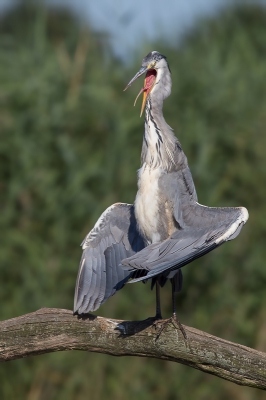 Voorlopig thuis met rugklachten dus doe ik nog maar es een poging om orde te brengen in de chaos van maps van vorig jaar. Bij deze nog een blauwe reiger die aan het opwarmen is in nagenoeg dezelfde houding als mijn vorige upload. Zijn lunch lag blijkbaar wel wat zwaar op de maag.