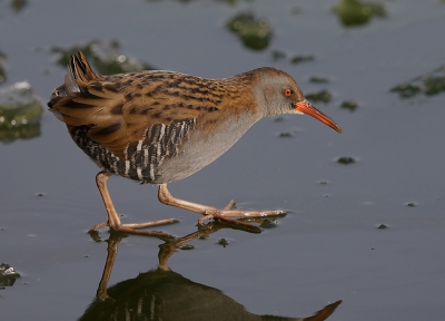 Hoewel er al veel waterrallen voorbij zijn gegaan, wil ik deze toch met jullie delen. Ik vond vooral  het groene in het ijs mooi passen bij het rood van de snavel.