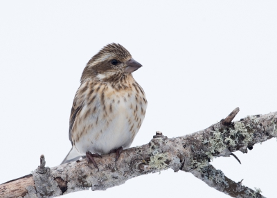 <i class='fa fa-user'></i>&nbsp;jan Luit&nbsp;|   Amerikaanse Roodmus&nbsp; <i class='fa fa-eye'>&nbsp;404</i> &nbsp;<i class='fa fa-thumbs-up'>&nbsp;1</i> &nbsp; <i class='fa fa-comment-o'>&nbsp;5</i>