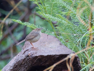 <i class='fa fa-user'></i>&nbsp;Paul van Giersbergen&nbsp;|   Langstaartgraszanger&nbsp; <i class='fa fa-eye'>&nbsp;231</i> &nbsp; <i class='fa fa-comment-o'>&nbsp;2</i>