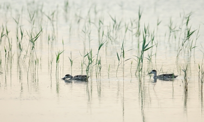 <i class='fa fa-user'></i>&nbsp;josephine&nbsp;|   Marmereend&nbsp; <i class='fa fa-eye'>&nbsp;408</i> &nbsp;<i class='fa fa-thumbs-up'>&nbsp;6</i> &nbsp; <i class='fa fa-comment-o'>&nbsp;10</i>