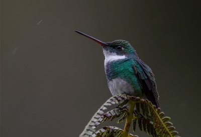 <i class='fa fa-user'></i>&nbsp;charlysax&nbsp;|   Witkeelkolibrie&nbsp; <i class='fa fa-eye'>&nbsp;333</i> &nbsp;<i class='fa fa-thumbs-up'>&nbsp;3</i> &nbsp; <i class='fa fa-comment-o'>&nbsp;11</i>