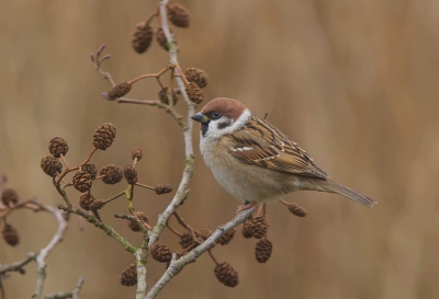 <i class='fa fa-user'></i>&nbsp;Leo Tukker&nbsp;|   Ringmus&nbsp; <i class='fa fa-eye'>&nbsp;433</i> &nbsp;<i class='fa fa-thumbs-up'>&nbsp;8</i> &nbsp; <i class='fa fa-comment-o'>&nbsp;17</i>