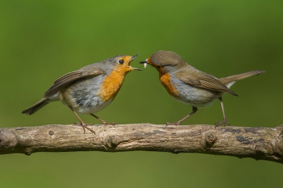 <i class='fa fa-user'></i>&nbsp;Hendrik79&nbsp;|   Roodborst&nbsp; <i class='fa fa-eye'>&nbsp;465</i> &nbsp;<i class='fa fa-thumbs-up'>&nbsp;3</i> &nbsp; <i class='fa fa-comment-o'>&nbsp;10</i>