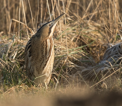 <i class='fa fa-user'></i>&nbsp;Wilfried Solarz&nbsp;|   Roerdomp&nbsp; <i class='fa fa-eye'>&nbsp;503</i> &nbsp; <i class='fa fa-comment-o'>&nbsp;19</i>