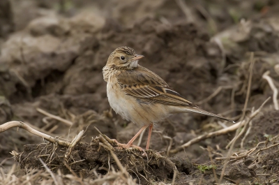 <i class='fa fa-user'></i>&nbsp;Celly&nbsp;|   Grote Pieper&nbsp; <i class='fa fa-eye'>&nbsp;295</i> &nbsp; <i class='fa fa-comment-o'>&nbsp;7</i>