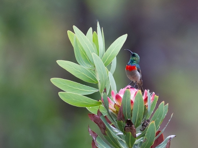 <i class='fa fa-user'></i>&nbsp;Paul van Giersbergen&nbsp;|   Oostelijke Miombohoningzuiger&nbsp; <i class='fa fa-eye'>&nbsp;327</i> &nbsp; <i class='fa fa-comment-o'>&nbsp;4</i>