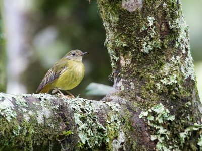 <i class='fa fa-user'></i>&nbsp;Paul van Giersbergen&nbsp;|   Sterrenpaapje&nbsp; <i class='fa fa-eye'>&nbsp;281</i> &nbsp; <i class='fa fa-comment-o'>&nbsp;1</i>