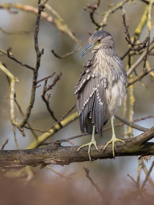 Deze jonge kwak kon ik afgelopen zondag fotograferen. Een leuke soort om in je eigen streek te kunnen zien. De wirwar van takken waar hij zich in ophoud maakte het er niet makkelijk op maar gelukkig maakte het licht veel goed.