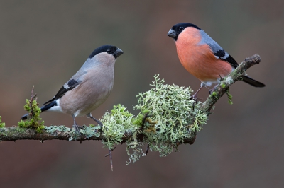 <i class='fa fa-user'></i>&nbsp;Luc Meert&nbsp;|   Goudvink&nbsp; <i class='fa fa-eye'>&nbsp;834</i> &nbsp;<i class='fa fa-thumbs-up'>&nbsp;11</i> &nbsp; <i class='fa fa-comment-o'>&nbsp;23</i>