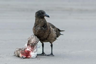 <i class='fa fa-user'></i>&nbsp;martin lok&nbsp;|   Grote Jager&nbsp; <i class='fa fa-eye'>&nbsp;510</i> &nbsp;<i class='fa fa-thumbs-up'>&nbsp;2</i> &nbsp; <i class='fa fa-comment-o'>&nbsp;13</i>