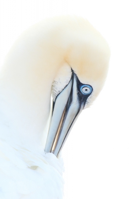 Dit is n van de foto's die ik in gedachte had te maken toen ik naar Helgoland vertrok. Pas op de 3de dag waren de omstandigheden goed genoeg om de foto te maken.
