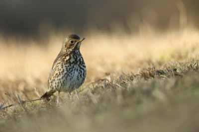 <i class='fa fa-user'></i>&nbsp;Frank Kremer&nbsp;|   Zanglijster&nbsp; <i class='fa fa-eye'>&nbsp;388</i> &nbsp; <i class='fa fa-comment-o'>&nbsp;9</i>