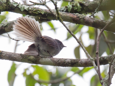 <i class='fa fa-user'></i>&nbsp;Paul van Giersbergen&nbsp;|   Bergkuifvliegenvanger&nbsp; <i class='fa fa-eye'>&nbsp;254</i> &nbsp; <i class='fa fa-comment-o'>&nbsp;1</i>
