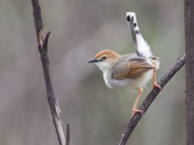 <i class='fa fa-user'></i>&nbsp;Paul van Giersbergen&nbsp;|   Witbrauwgraszanger&nbsp; <i class='fa fa-eye'>&nbsp;409</i> &nbsp;<i class='fa fa-thumbs-up'>&nbsp;9</i> &nbsp; <i class='fa fa-comment-o'>&nbsp;9</i>