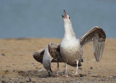 Als ik dan toch op het strand ben voor de burgemeesters en een paar mantelmeeuwen gaan krijsen, ja, dan kies ik op dat moment voor de mantelmeeuwen.