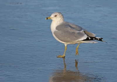 <i class='fa fa-user'></i>&nbsp;thijsglastra&nbsp;|   Ringsnavelmeeuw&nbsp; <i class='fa fa-eye'>&nbsp;676</i> &nbsp;<i class='fa fa-thumbs-up'>&nbsp;1</i> &nbsp; <i class='fa fa-comment-o'>&nbsp;17</i>