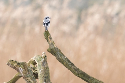 <i class='fa fa-user'></i>&nbsp;ep&nbsp;|   Klapekster&nbsp; <i class='fa fa-eye'>&nbsp;408</i> &nbsp;<i class='fa fa-thumbs-up'>&nbsp;2</i> &nbsp; <i class='fa fa-comment-o'>&nbsp;6</i>