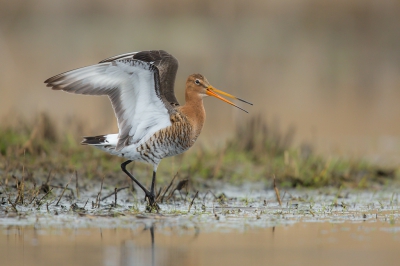 Volgende maand komen de eerste grutto's de polders weer opfleuren. Ik kijk er alvast naar uit. Zeker n van de soorten waar ik een zwak voor heb.