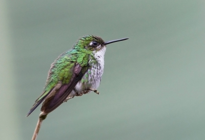 <i class='fa fa-user'></i>&nbsp;charlysax&nbsp;|   Vlagstaartpluimbroekje&nbsp; <i class='fa fa-eye'>&nbsp;313</i> &nbsp;<i class='fa fa-thumbs-up'>&nbsp;1</i> &nbsp; <i class='fa fa-comment-o'>&nbsp;5</i>