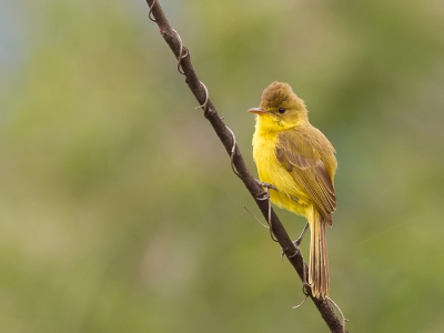 <i class='fa fa-user'></i>&nbsp;Paul van Giersbergen&nbsp;|   Gele Rietzanger&nbsp; <i class='fa fa-eye'>&nbsp;307</i> &nbsp; <i class='fa fa-comment-o'>&nbsp;1</i>