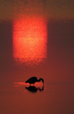 <i class='fa fa-user'></i>&nbsp;sieb&nbsp;|   Blauwe Reiger&nbsp; <i class='fa fa-eye'>&nbsp;570</i> &nbsp;<i class='fa fa-thumbs-up'>&nbsp;10</i> &nbsp; <i class='fa fa-comment-o'>&nbsp;20</i>