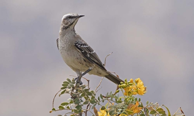 <i class='fa fa-user'></i>&nbsp;lukhostens&nbsp;|   Chileense Spotlijster&nbsp; <i class='fa fa-eye'>&nbsp;317</i> &nbsp;<i class='fa fa-thumbs-up'>&nbsp;1</i> &nbsp; <i class='fa fa-comment-o'>&nbsp;6</i>