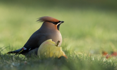 <i class='fa fa-user'></i>&nbsp;david&nbsp;|   Pestvogel&nbsp; <i class='fa fa-eye'>&nbsp;599</i> &nbsp;<i class='fa fa-thumbs-up'>&nbsp;13</i> &nbsp; <i class='fa fa-comment-o'>&nbsp;18</i>