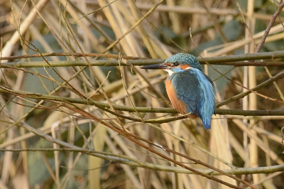 Ik hoorde de ijsvogel roepen en ben voorzichtig gaan kijken. Hij zat  "achter" het riet op een takje boven de vliet. Gelukkig niet ver bij mij vandaan, zodat ik tussen de rietstengels door wat foto's kon maken.