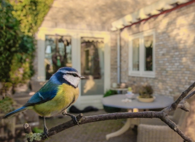 <i class='fa fa-user'></i>&nbsp;Henri Aantjes&nbsp;|   Pimpelmees&nbsp; <i class='fa fa-eye'>&nbsp;564</i> &nbsp;<i class='fa fa-thumbs-up'>&nbsp;2</i> &nbsp; <i class='fa fa-comment-o'>&nbsp;12</i>