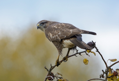 <i class='fa fa-user'></i>&nbsp;LeerdammerKees&nbsp;|   Buizerd&nbsp; <i class='fa fa-eye'>&nbsp;443</i> &nbsp;<i class='fa fa-thumbs-up'>&nbsp;3</i> &nbsp; <i class='fa fa-comment-o'>&nbsp;14</i>