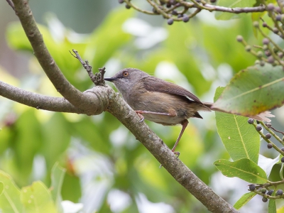 <i class='fa fa-user'></i>&nbsp;Paul van Giersbergen&nbsp;|   Roberts' Prinia&nbsp; <i class='fa fa-eye'>&nbsp;264</i> &nbsp; <i class='fa fa-comment-o'>&nbsp;2</i>