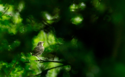 <i class='fa fa-user'></i>&nbsp;Henri Aantjes&nbsp;|   Zanglijster&nbsp; <i class='fa fa-eye'>&nbsp;450</i> &nbsp;<i class='fa fa-thumbs-up'>&nbsp;1</i> &nbsp; <i class='fa fa-comment-o'>&nbsp;6</i>