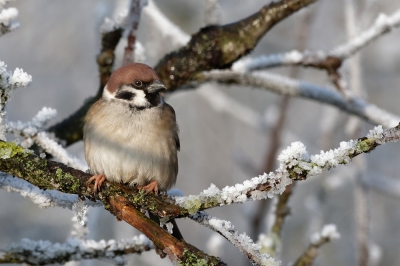 <i class='fa fa-user'></i>&nbsp;Hans de Braal&nbsp;|   Ringmus&nbsp; <i class='fa fa-eye'>&nbsp;295</i> &nbsp; <i class='fa fa-comment-o'>&nbsp;5</i>