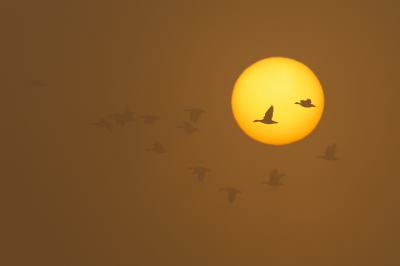 Bij ondergaande zon en mistig weer kwam deze groep Kolganzen voor de zon vliegen. Ik heb snel enkele beelden kunnen maken, deze vond ik de beste.
