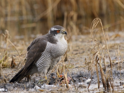 <i class='fa fa-user'></i>&nbsp;Rob Belterman&nbsp;|   Havik&nbsp; <i class='fa fa-eye'>&nbsp;678</i> &nbsp;<i class='fa fa-thumbs-up'>&nbsp;9</i> &nbsp; <i class='fa fa-comment-o'>&nbsp;23</i>