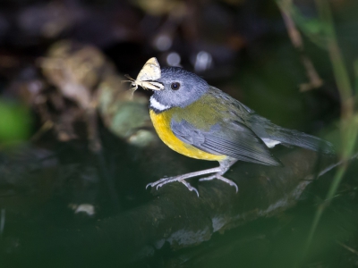 <i class='fa fa-user'></i>&nbsp;Paul van Giersbergen&nbsp;|   Swynnertons Sterrenpaapje&nbsp; <i class='fa fa-eye'>&nbsp;299</i> &nbsp; <i class='fa fa-comment-o'>&nbsp;4</i>