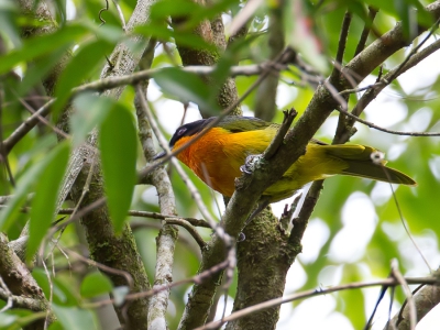 <i class='fa fa-user'></i>&nbsp;Paul van Giersbergen&nbsp;|   Reichenows Bosklauwier&nbsp; <i class='fa fa-eye'>&nbsp;266</i> &nbsp; <i class='fa fa-comment-o'>&nbsp;2</i>