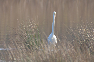 Deze zilverreiger is aan het jagen op vis. Langzaam strekte de zilverreiger zijn hals tot deze volmaakt recht was. Het zachte licht van schuin achter heb ik geprobeerd weer te geven, dus contrast laag gezet.