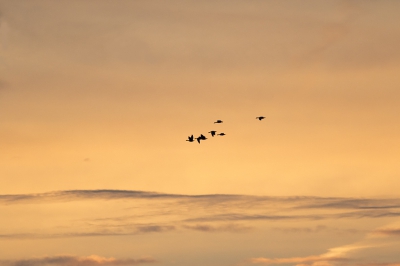 <i class='fa fa-user'></i>&nbsp;henksteen&nbsp;|   Grauwe Gans&nbsp; <i class='fa fa-eye'>&nbsp;135</i> &nbsp;<i class='fa fa-thumbs-up'>&nbsp;2</i> &nbsp; <i class='fa fa-comment-o'>&nbsp;11</i>